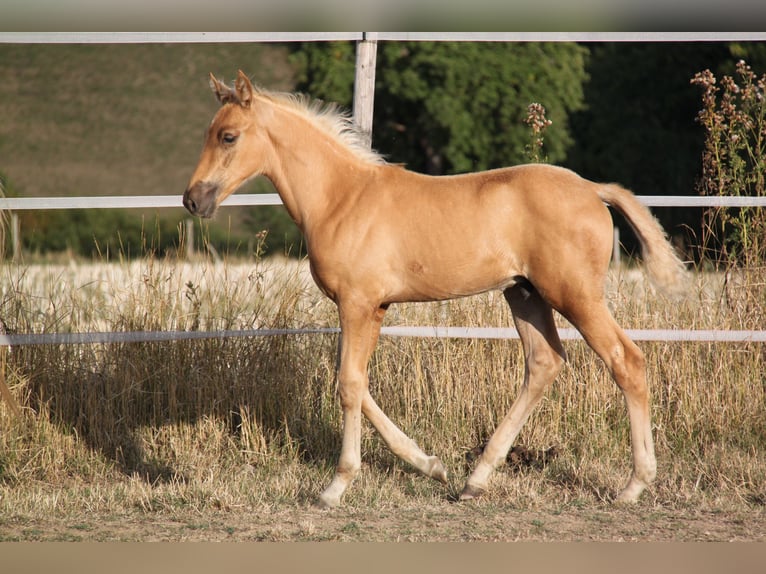 PRE Hengst Fohlen (06/2026) 164 cm Palomino in Kirn