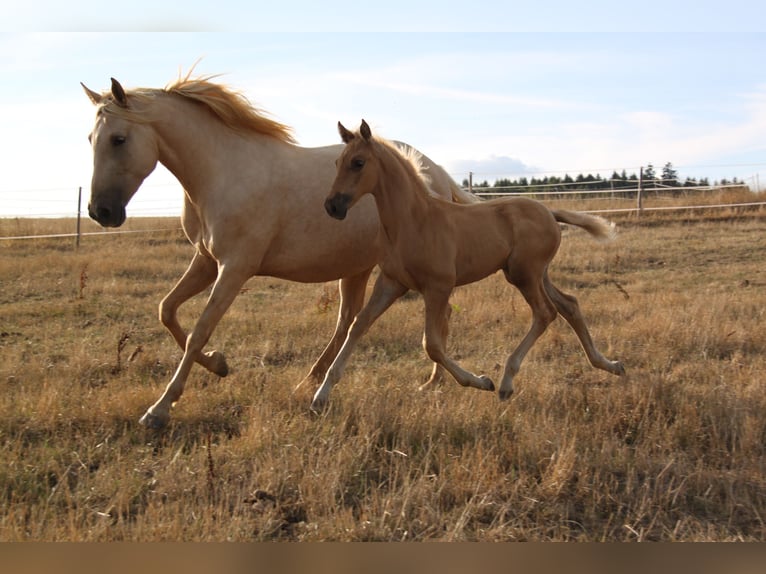 PRE Hengst Fohlen (06/2026) 164 cm Palomino in Kirn