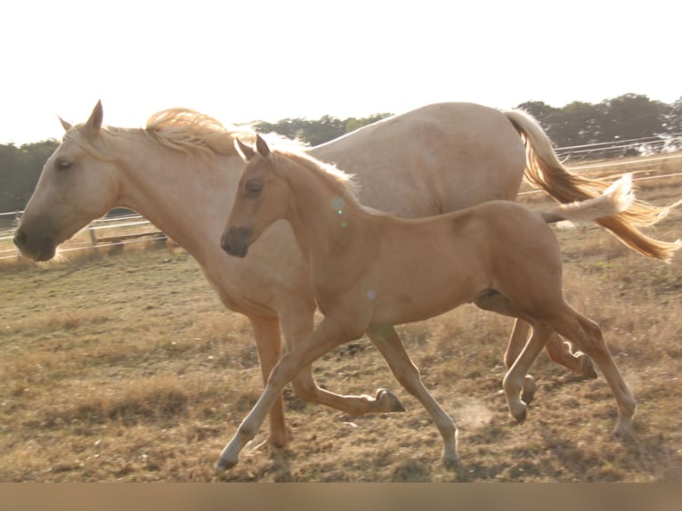PRE Hengst Fohlen (06/2026) 164 cm Palomino in Kirn