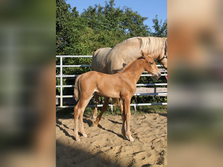 PRE Hengst Fohlen (06/2026) 164 cm Palomino in Kirn