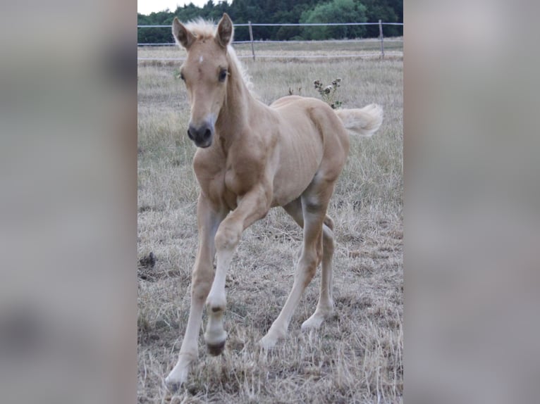 PRE Hengst Fohlen (06/2026) 164 cm Palomino in Kirn