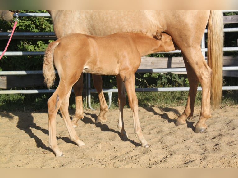 PRE Hengst Fohlen (06/2026) 164 cm Palomino in Kirn