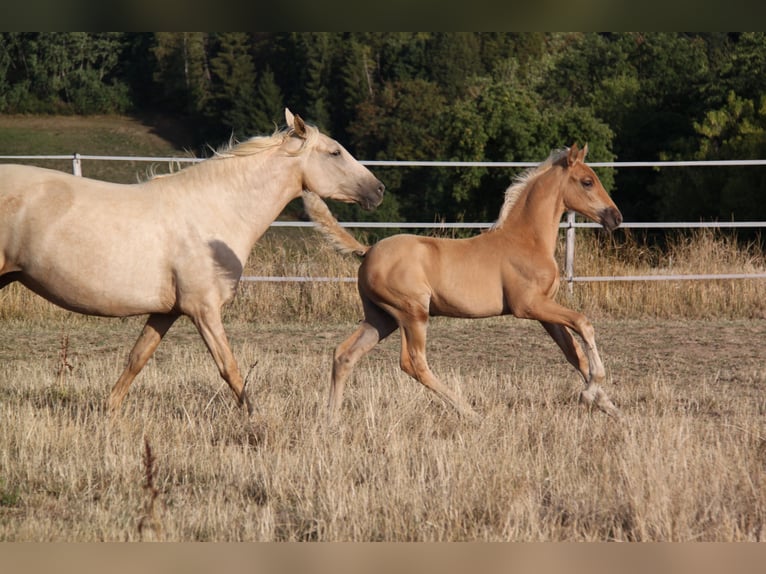 PRE Hengst Fohlen (06/2026) 164 cm Palomino in Kirn
