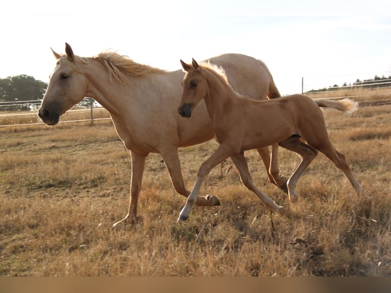 PRE Hengst Fohlen (06/2026) 164 cm Palomino in Kirn
