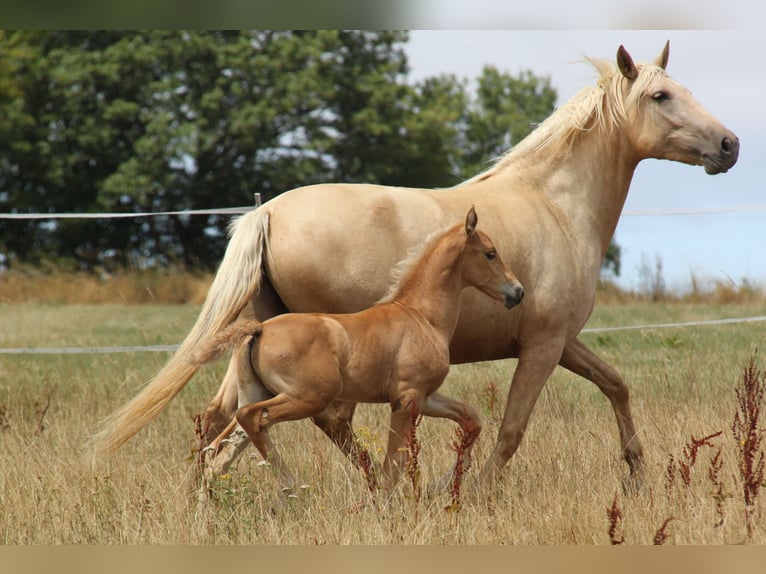 PRE Hengst Fohlen (06/2026) 164 cm Palomino in Kirn