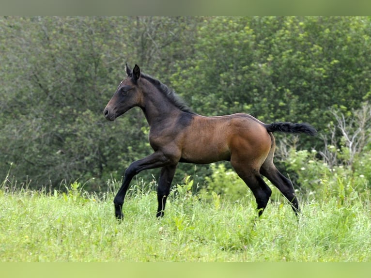 PRE Hengst Fohlen (05/2024) 164 cm Schimmel in Waldhölzbach