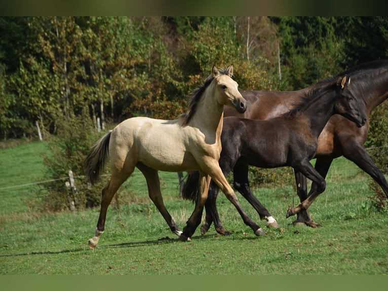 PRE Hengst Fohlen (03/2026) 165 cm Buckskin in Dochamps