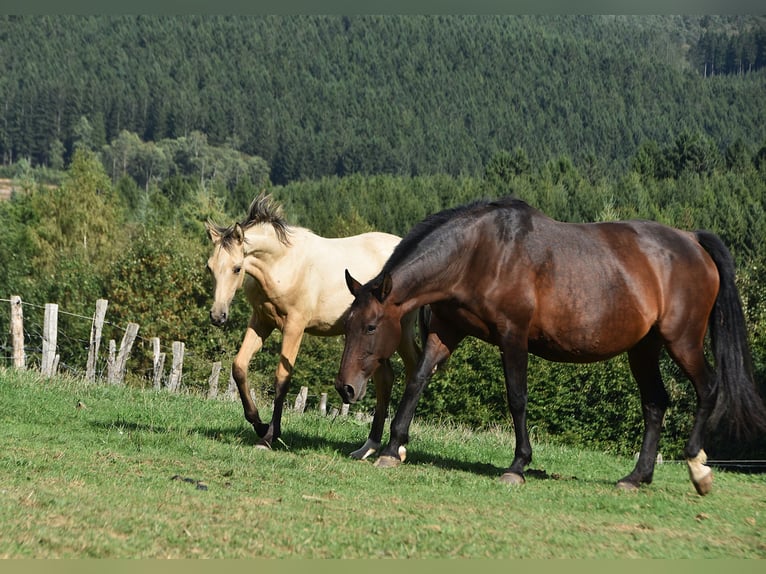 PRE Hengst Fohlen (03/2026) 165 cm Buckskin in Dochamps