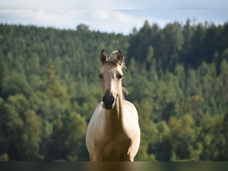 PRE Hengst Fohlen (03/2026) 165 cm Buckskin in Dochamps