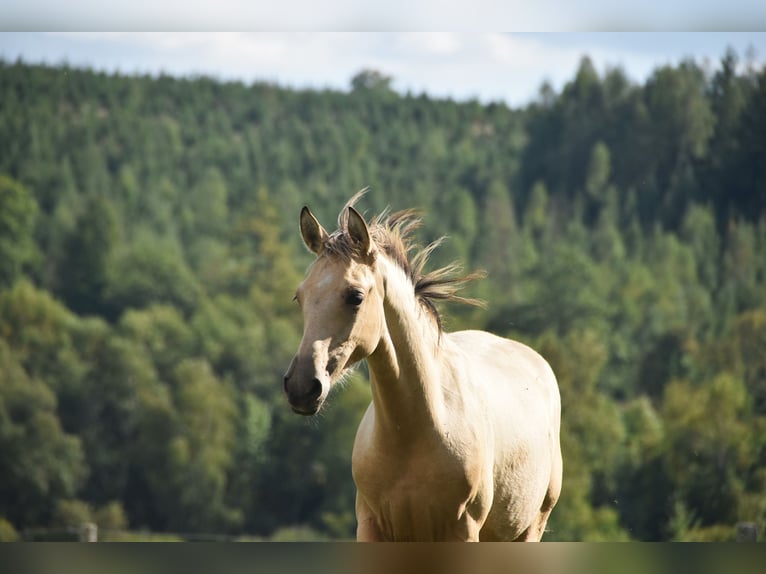 PRE Hengst Fohlen (03/2026) 165 cm Buckskin in Dochamps