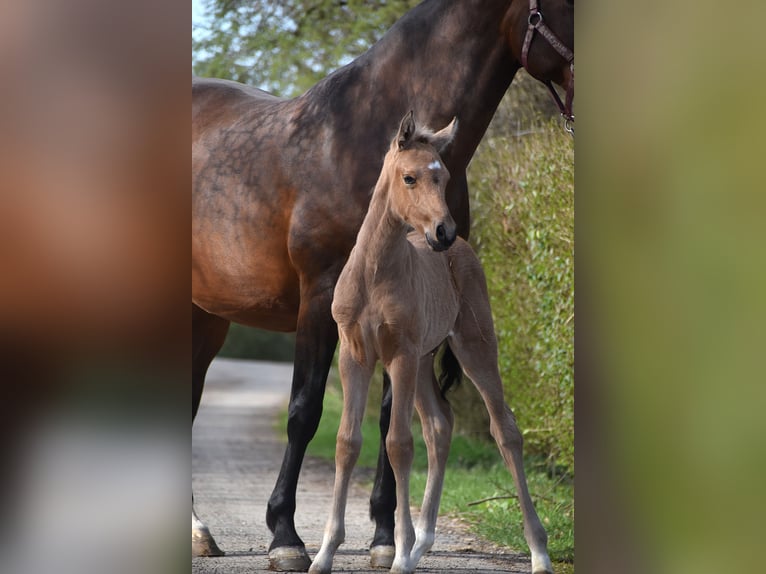 PRE Hengst Fohlen (03/2026) 165 cm  in Dochamps
