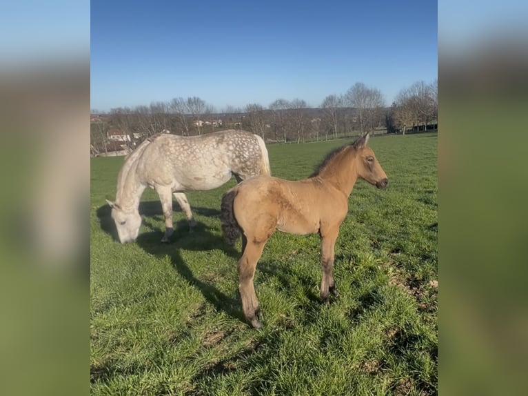 PRE Mix Hengst Fohlen (02/2026) 165 cm Falbe in Bosmie l’Aiguille