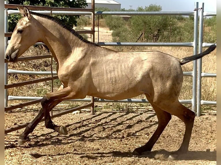 PRE Hengst Fohlen (03/2025) 165 cm Falbe in Bienvenida