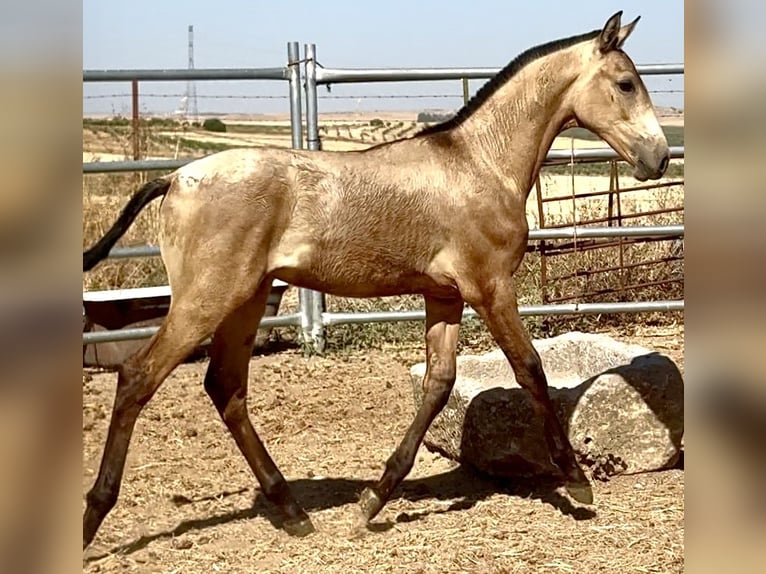 PRE Hengst Fohlen (03/2025) 165 cm Falbe in Bienvenida
