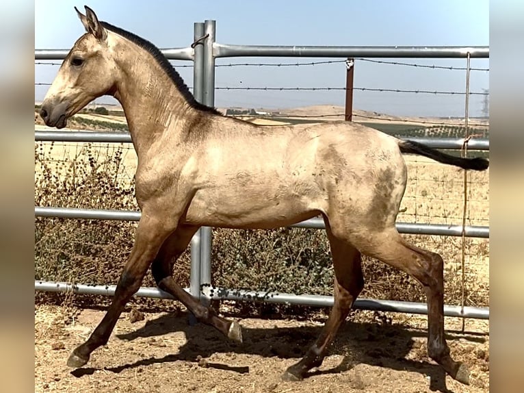 PRE Hengst Fohlen (03/2025) 165 cm Falbe in Bienvenida