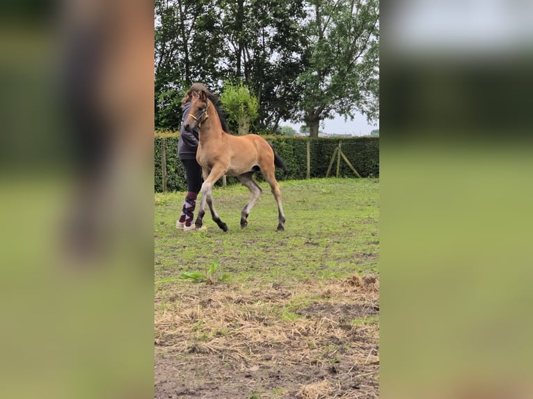 PRE Mix Hengst Fohlen (04/2024) 165 cm in zwevezele