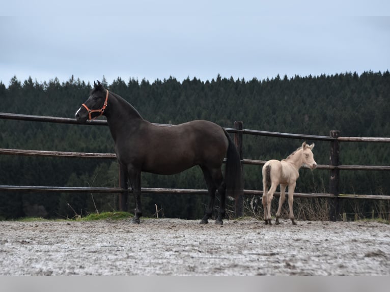 PRE Hengst Fohlen (02/2024) 165 cm Pearl in Dochamps