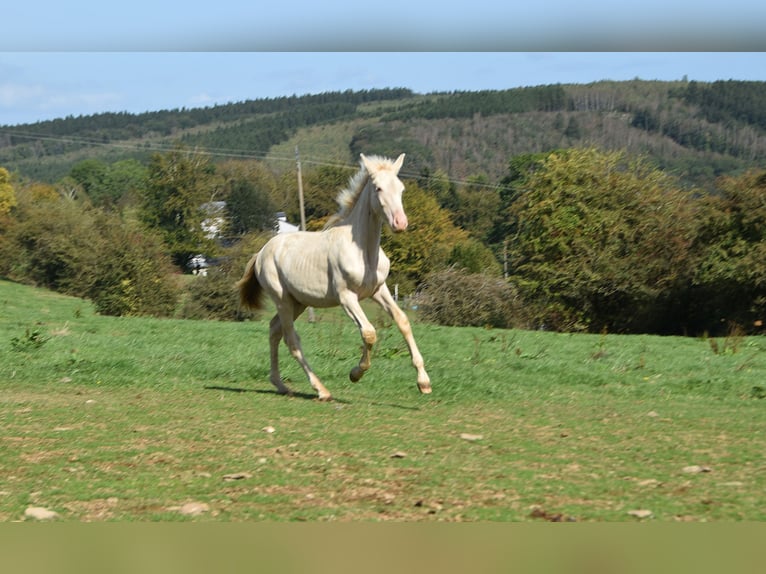 PRE Hengst Fohlen (04/2026) 165 cm Pearl in Dochamps