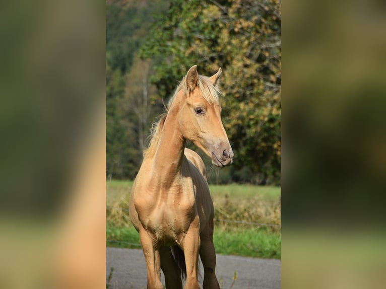 PRE Hengst Fohlen (04/2026) 165 cm Pearl in Dochamps