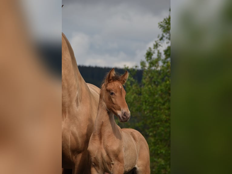 PRE Hengst Fohlen (04/2026) 165 cm Pearl in Dochamps