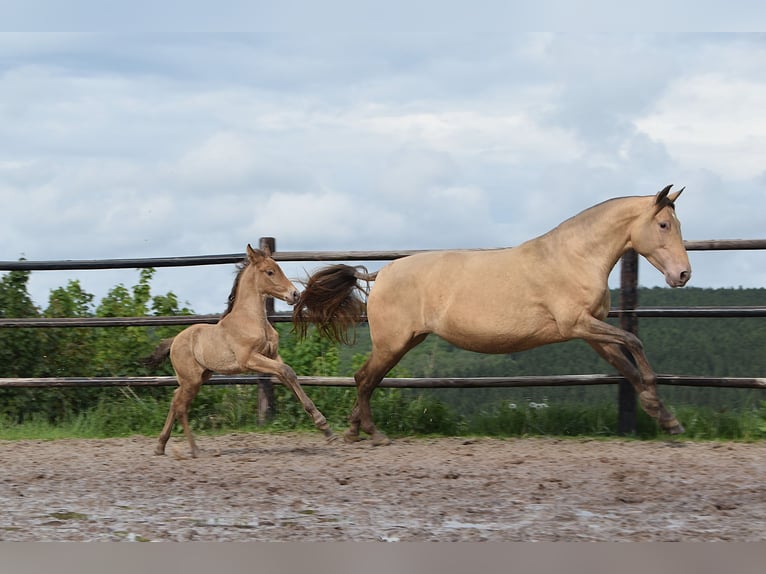 PRE Hengst Fohlen (04/2026) 165 cm Pearl in Dochamps