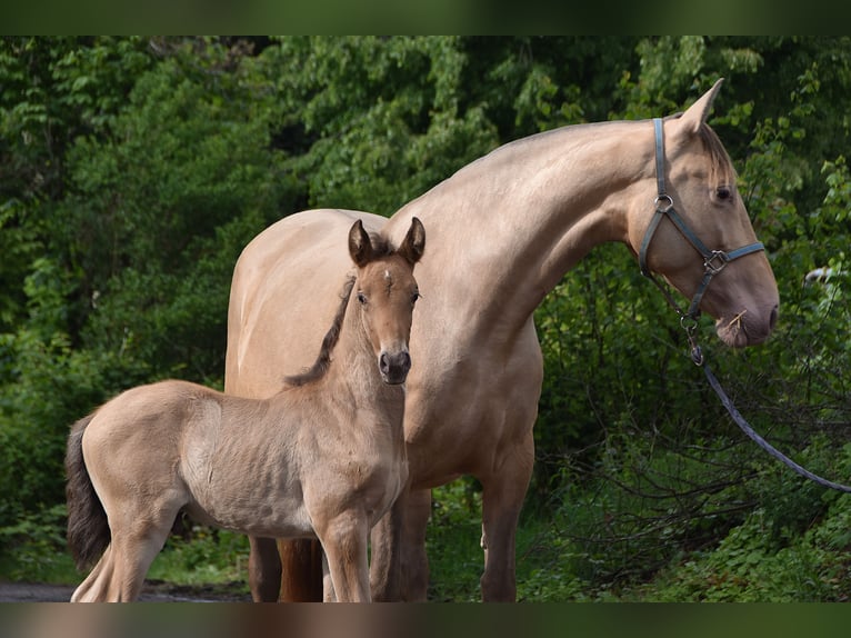 PRE Hengst Fohlen (04/2026) 165 cm Pearl in Dochamps