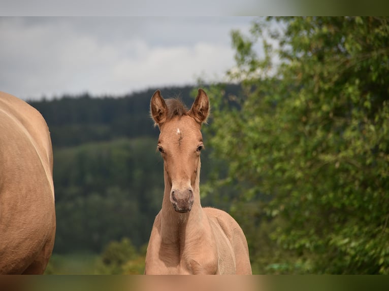 PRE Hengst Fohlen (04/2026) 165 cm Pearl in Dochamps