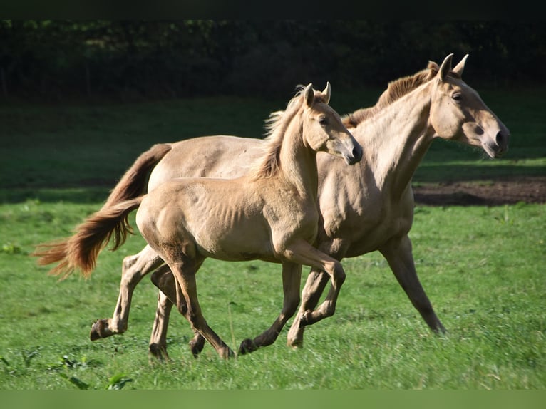 PRE Hengst Fohlen (04/2026) 165 cm Pearl in Dochamps