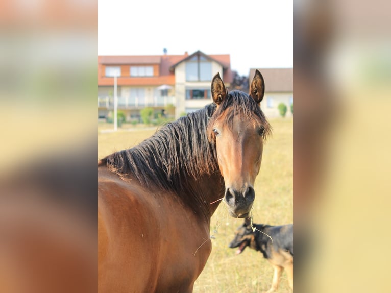 PRE Hengst Fohlen (06/2026) 165 cm Pearl in Gößweinstein