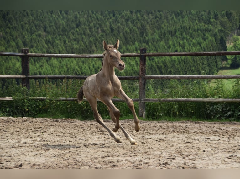 PRE Hengst Fohlen (06/2024) 165 cm Pearl in Dochamps