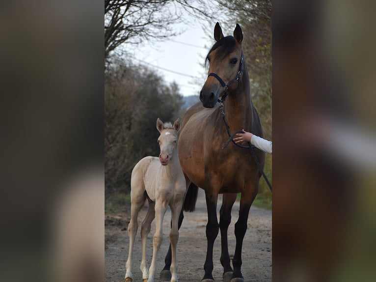 PRE Hengst Fohlen (03/2026) 165 cm Perlino in Dochamps
