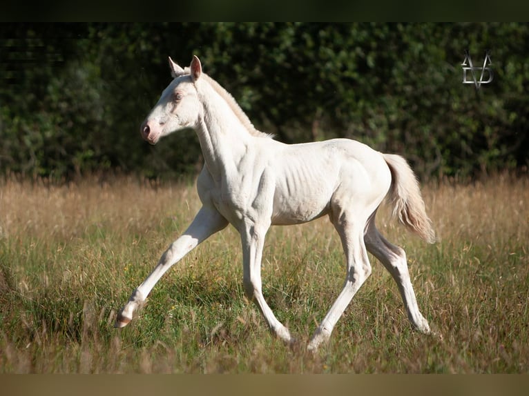 PRE Mix Hengst  165 cm Perlino in La Vespi&#xE8;re-Friardel