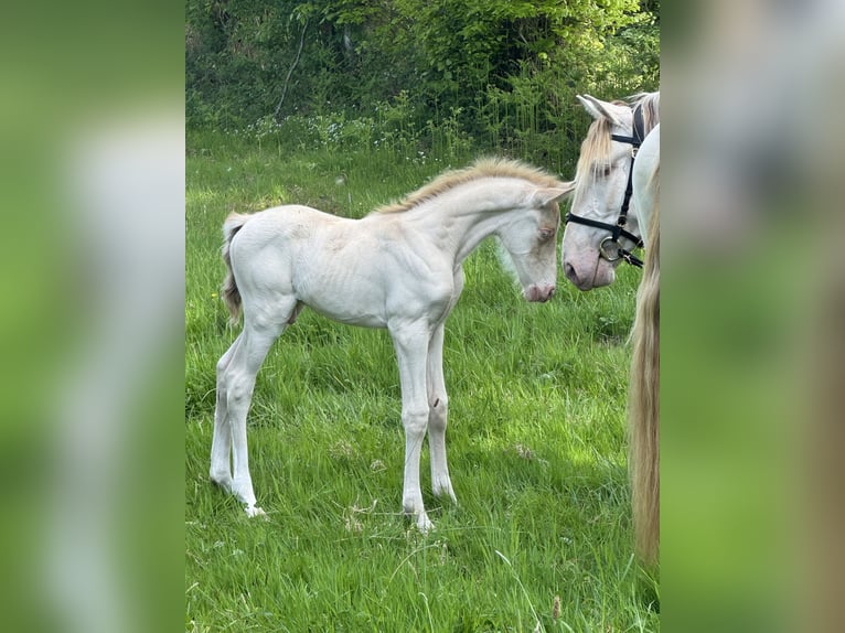 PRE Mix Hengst  165 cm Perlino in La Vespière-Friardel