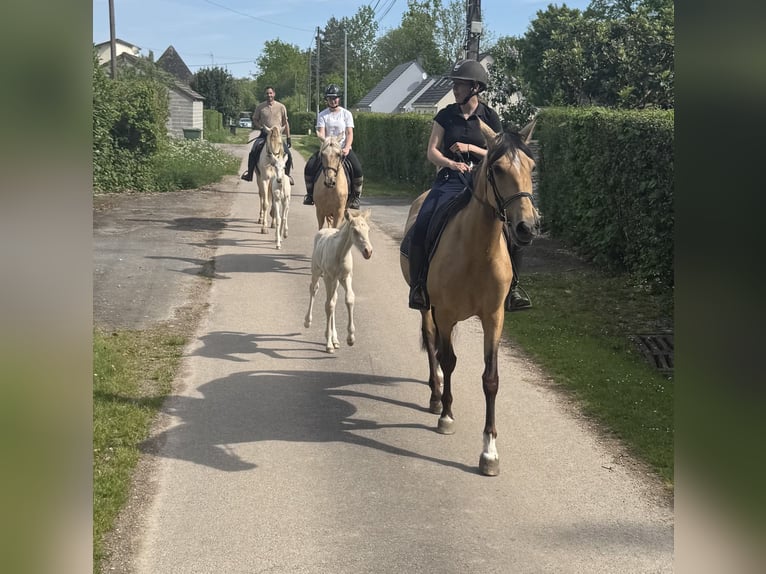 PRE Mix Hengst  165 cm Perlino in La Vespière-Friardel