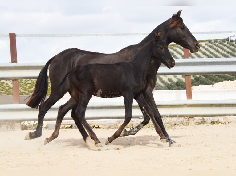 PRE Hengst Fohlen (06/2025) 165 cm Rappe in Provinz Cordoba PRE Hengst Fohlen (06/2025) 165 cm Rappe in Provinz Cordoba