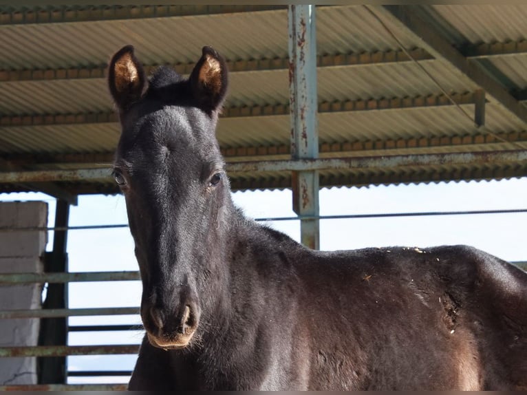 PRE Hengst Fohlen (06/2025) 165 cm Rappe in Provinz Cordoba