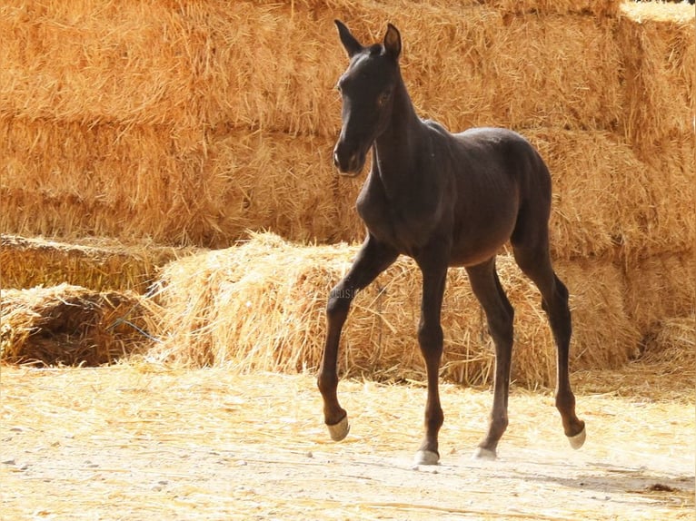 PRE Hengst Fohlen (06/2025) 165 cm Rappe in Provinz Cordoba PRE Hengst Fohlen (06/2025) 165 cm Rappe in Provinz Cordoba