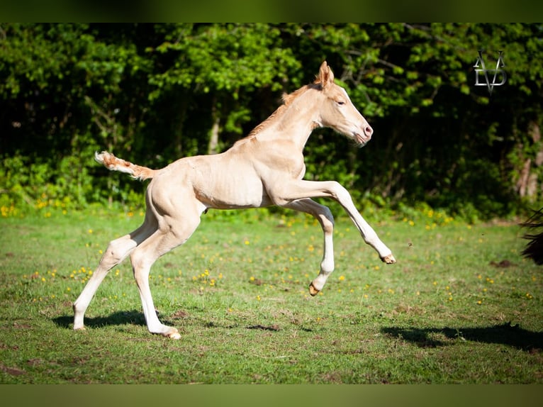 PRE Mix Hengst Fohlen (05/2025) 166 cm Champagne in La Vespi&#xE8;re-Friardel