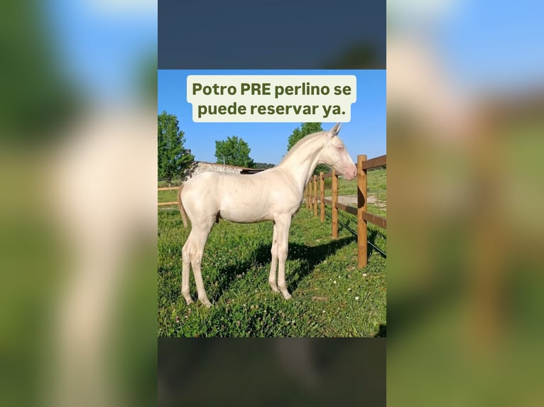PRE Hengst Fohlen (04/2026) 167 cm Perlino in Pradochano