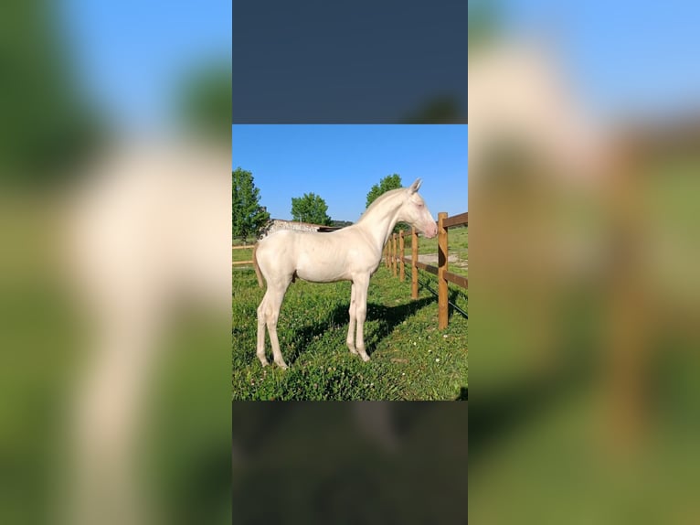 PRE Hengst Fohlen (04/2026) 167 cm Perlino in Pradochano