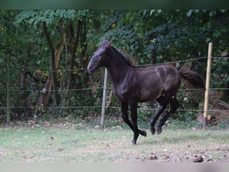 PRE Hengst Fohlen (05/2025) 170 cm Rappe in Pellenberg
