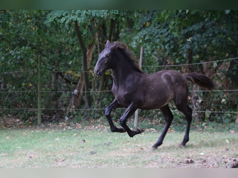 PRE Hengst Fohlen (05/2025) 170 cm Rappe in Pellenberg