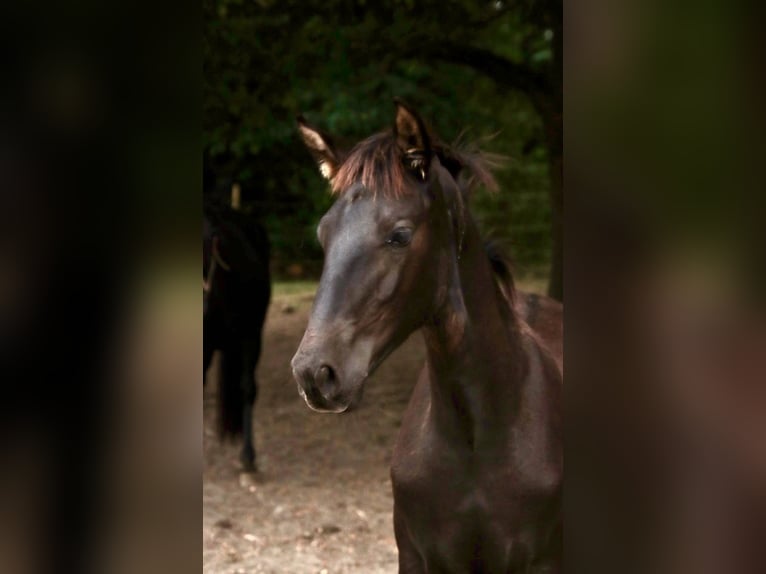 PRE Hengst Fohlen (05/2025) 170 cm Rappe in Pellenberg