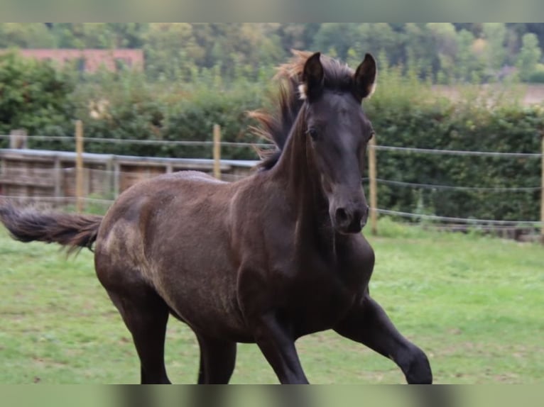 PRE Hengst Fohlen (05/2025) 170 cm Rappe in Pellenberg