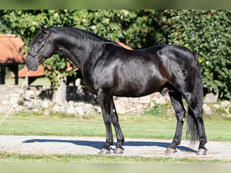 PRE Hengst Fohlen (05/2026) 170 cm Rappe in Nová Bystřice