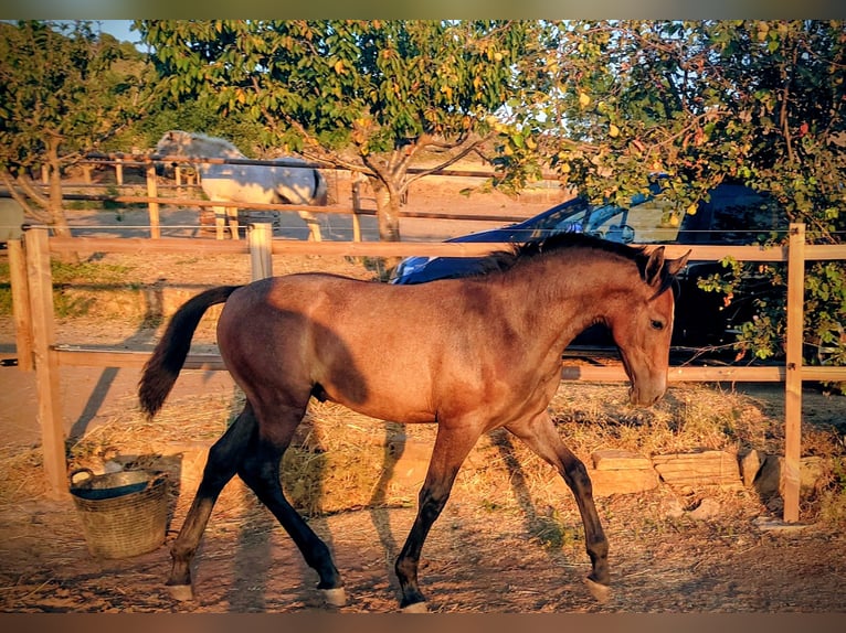 PRE Hengst Fohlen (03/2025) 170 cm Rotschimmel in Albu&#xF1;elas
