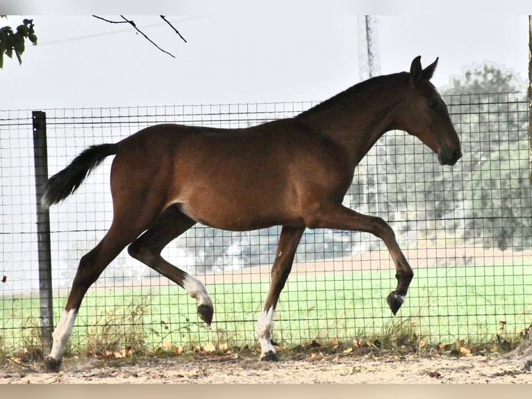 PRE Hengst Fohlen (03/2025) Brauner in Jemeppe sur sambre