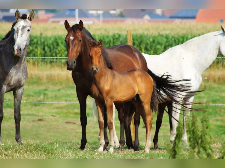 PRE Hengst Fohlen (05/2025) Brauner in Alveringem