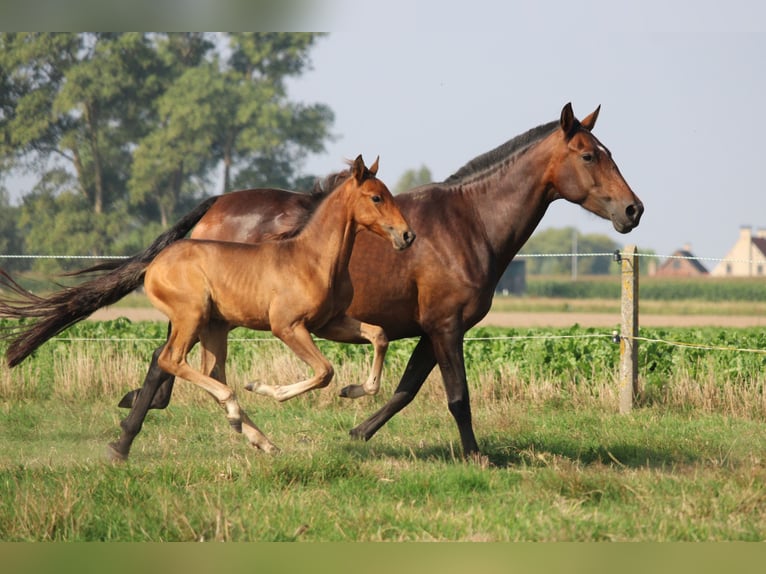 PRE Hengst Fohlen (05/2025) Brauner in Alveringem