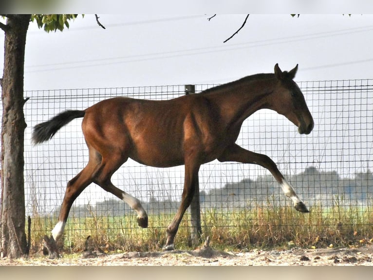 PRE Hengst Fohlen (03/2025) Brauner in Jemeppe sur sambre